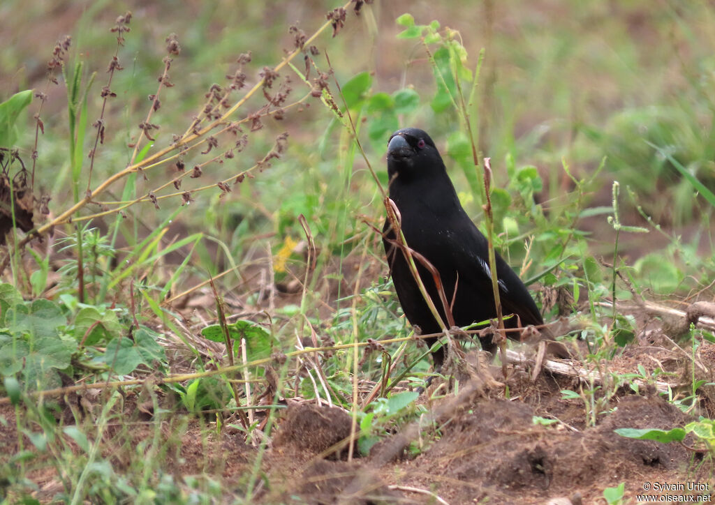 Piapiac africainadulte