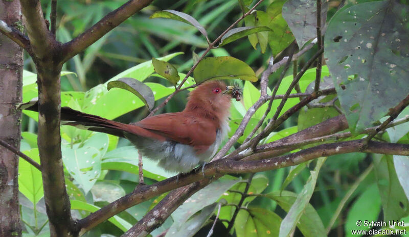 Piaye écureuiladulte