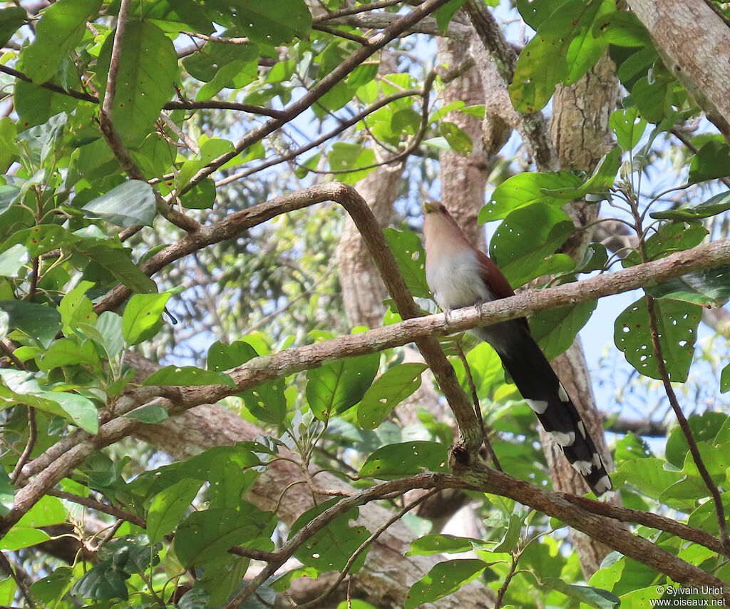 Piaye écureuiladulte