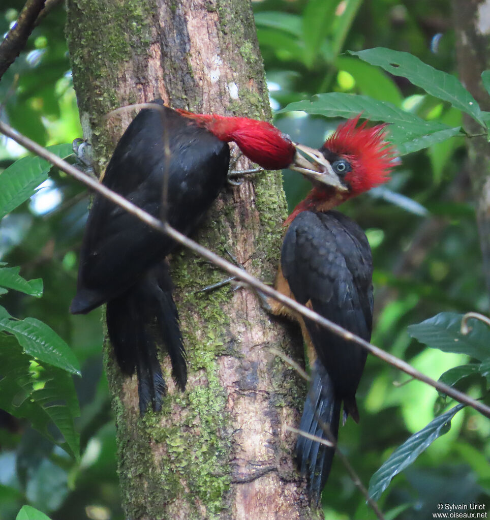 Red-necked Woodpecker female juvenile, Reproduction-nesting