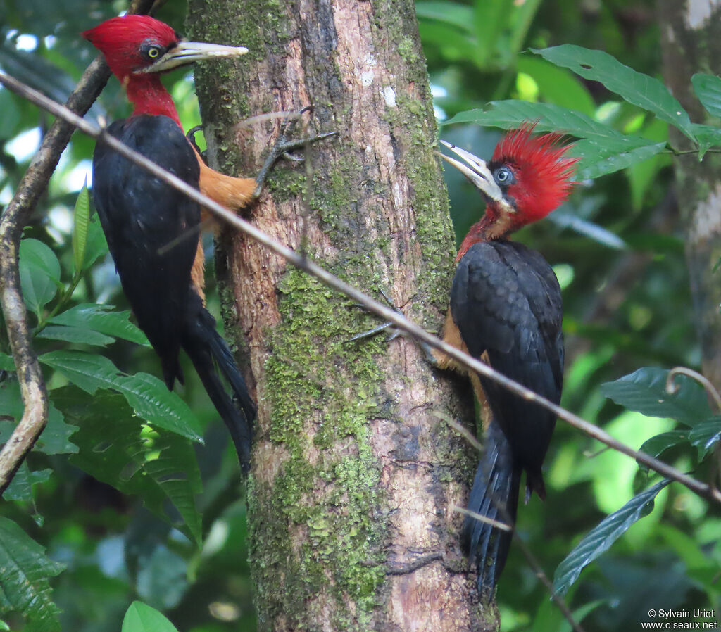 Red-necked Woodpecker female juvenile, Reproduction-nesting