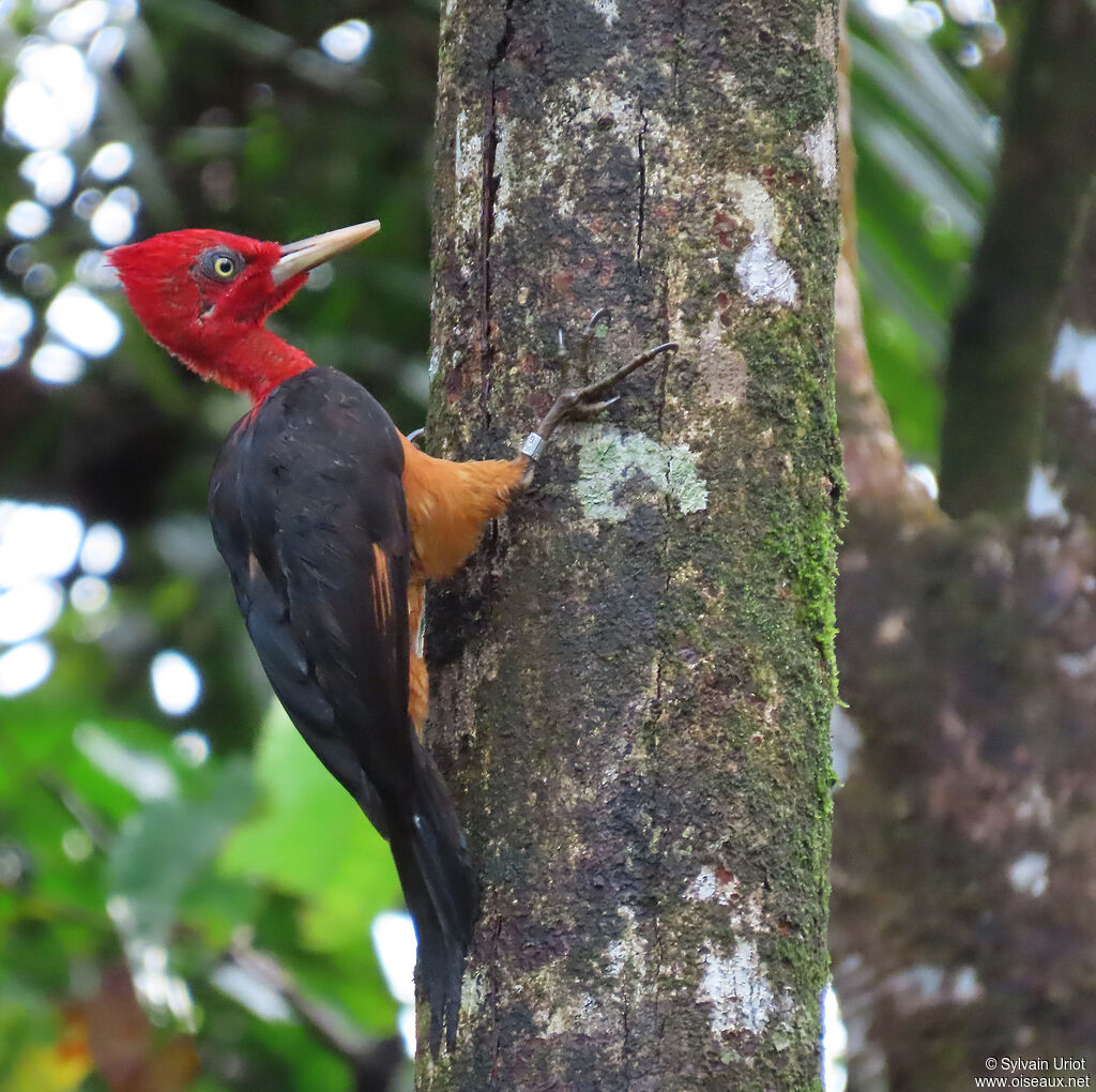 Pic à cou rouge mâle adulte