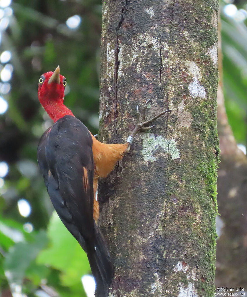Pic à cou rouge mâle adulte