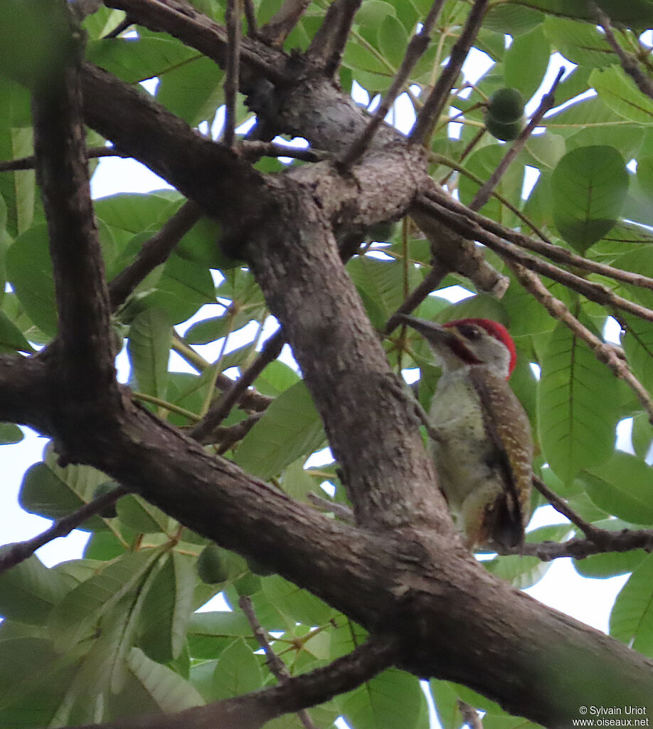 Fine-spotted Woodpecker male adult