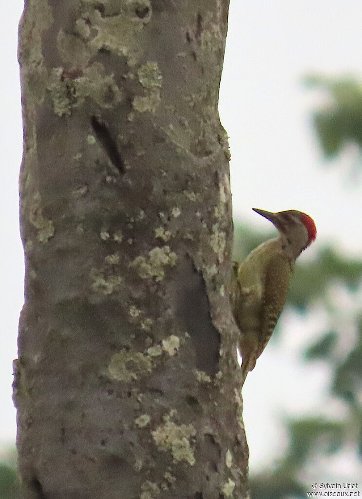 Fine-spotted Woodpecker female adult