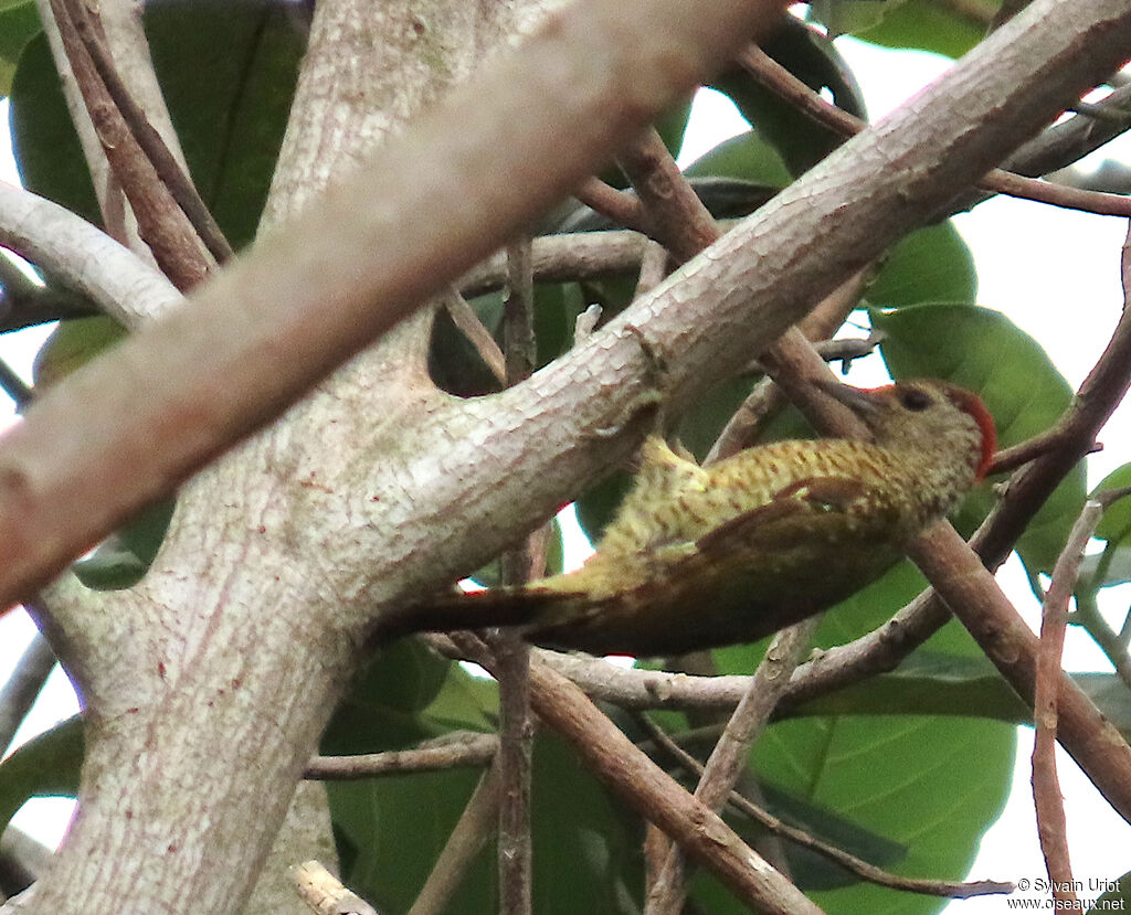 Little Green Woodpecker male adult