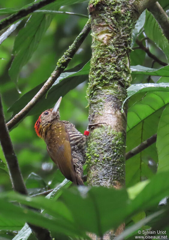 Golden-collared Woodpecker male adult