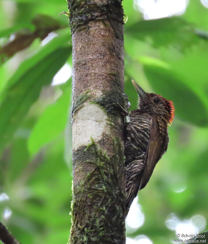 Golden-collared Woodpecker male adult