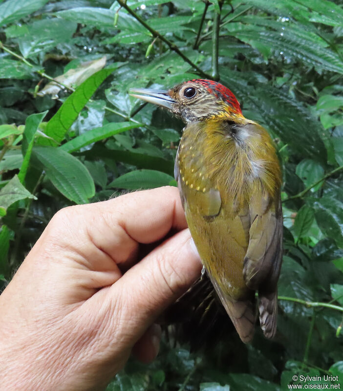 Golden-collared Woodpecker male adult