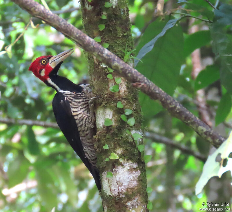 Crimson-crested Woodpecker male adult