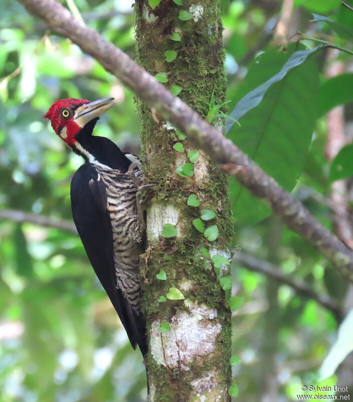 Crimson-crested Woodpecker male adult