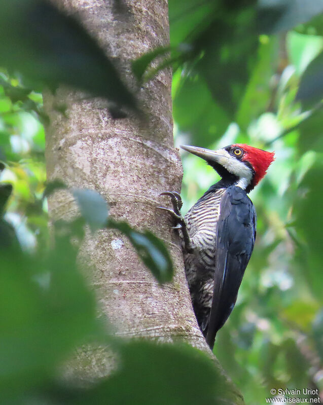 Crimson-crested Woodpecker female adult