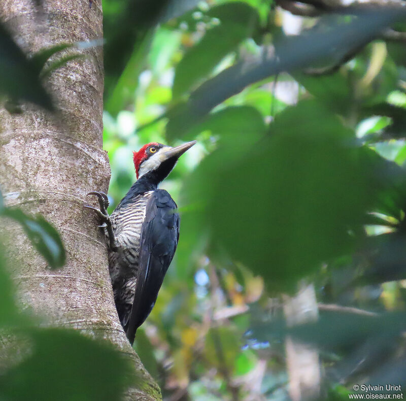 Crimson-crested Woodpecker female adult