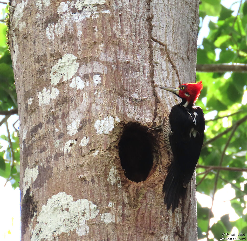 Pic de Malherbe mâle adulte
