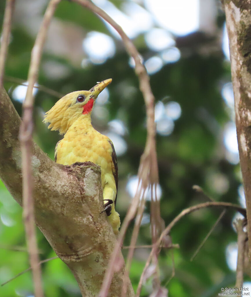 Pic jaune mâle adulte