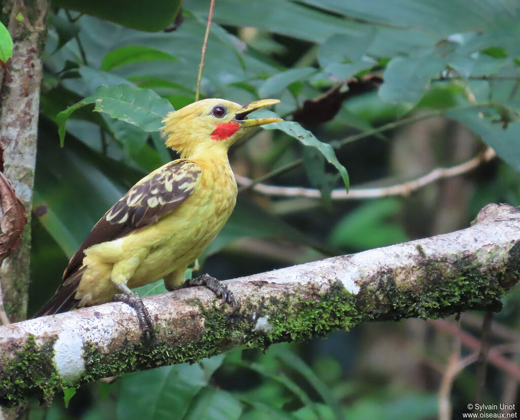 Cream-colored Woodpecker