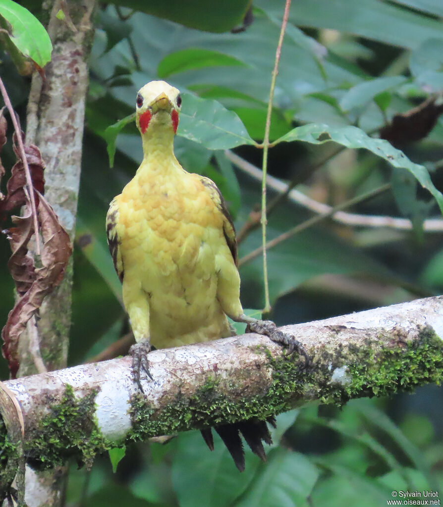 Pic jaune mâle adulte