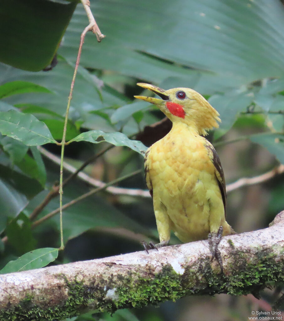 Pic jaune mâle adulte