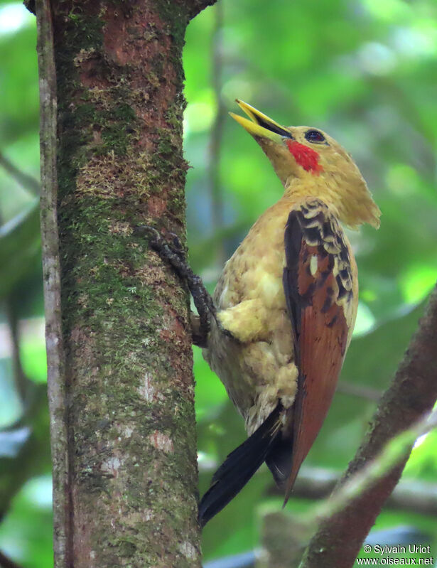 Cream-colored Woodpecker male adult