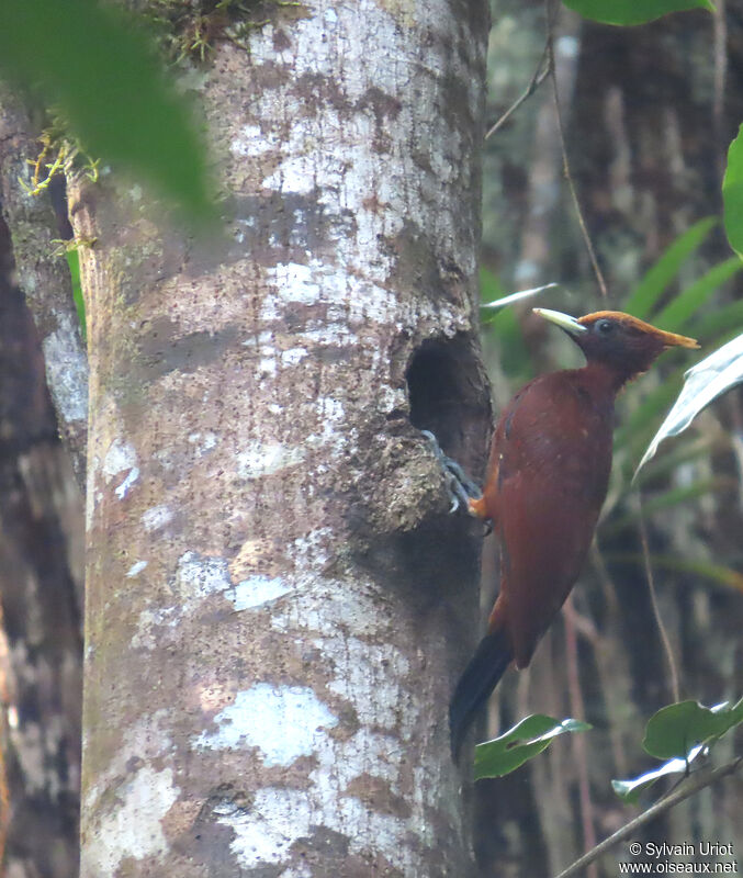 Chestnut Woodpecker female adult