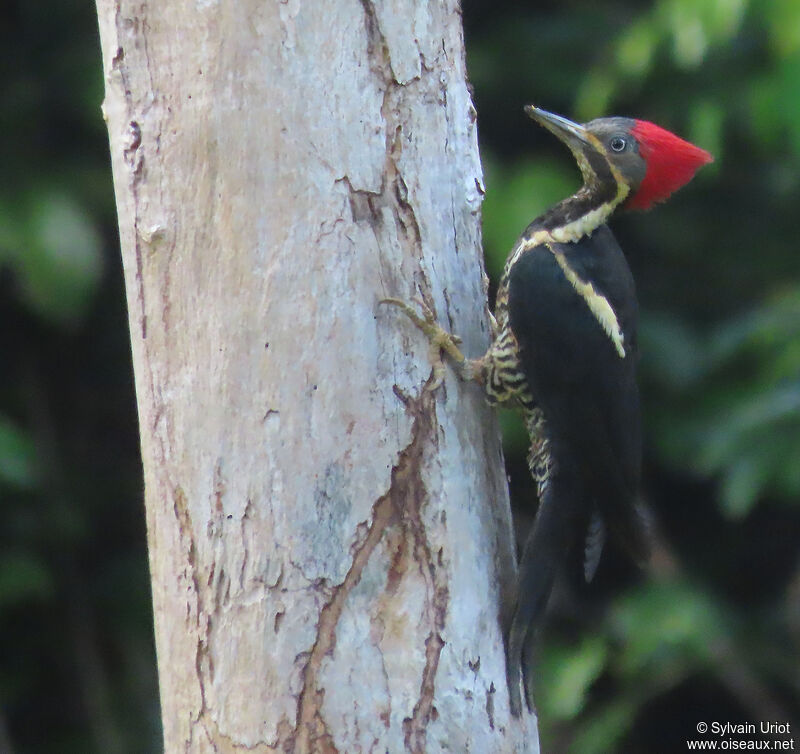 Lineated Woodpecker female adult