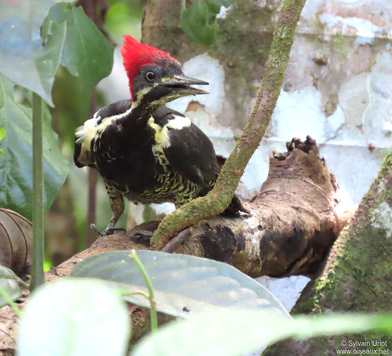 Lineated Woodpecker female adult