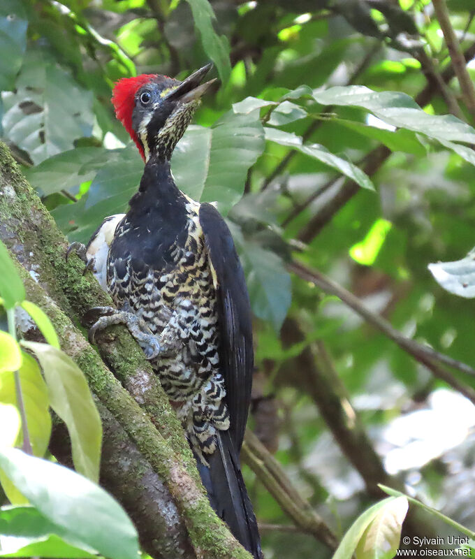 Lineated Woodpecker female adult