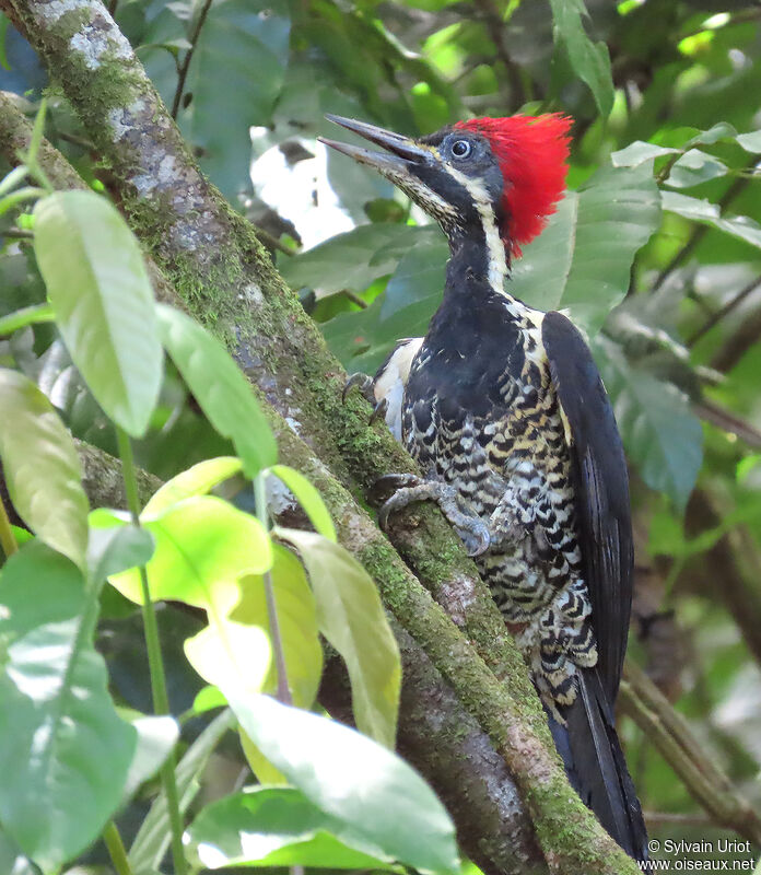 Lineated Woodpecker female adult