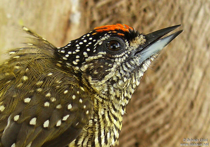 Golden-spangled Piculet male adult