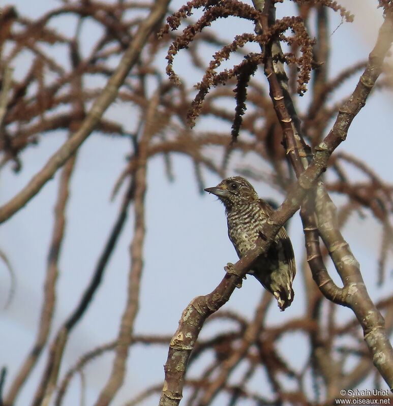 White-barred Piculet female adult