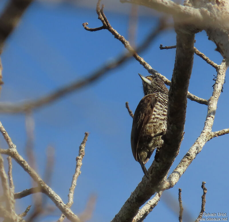 White-barred Piculet female adult