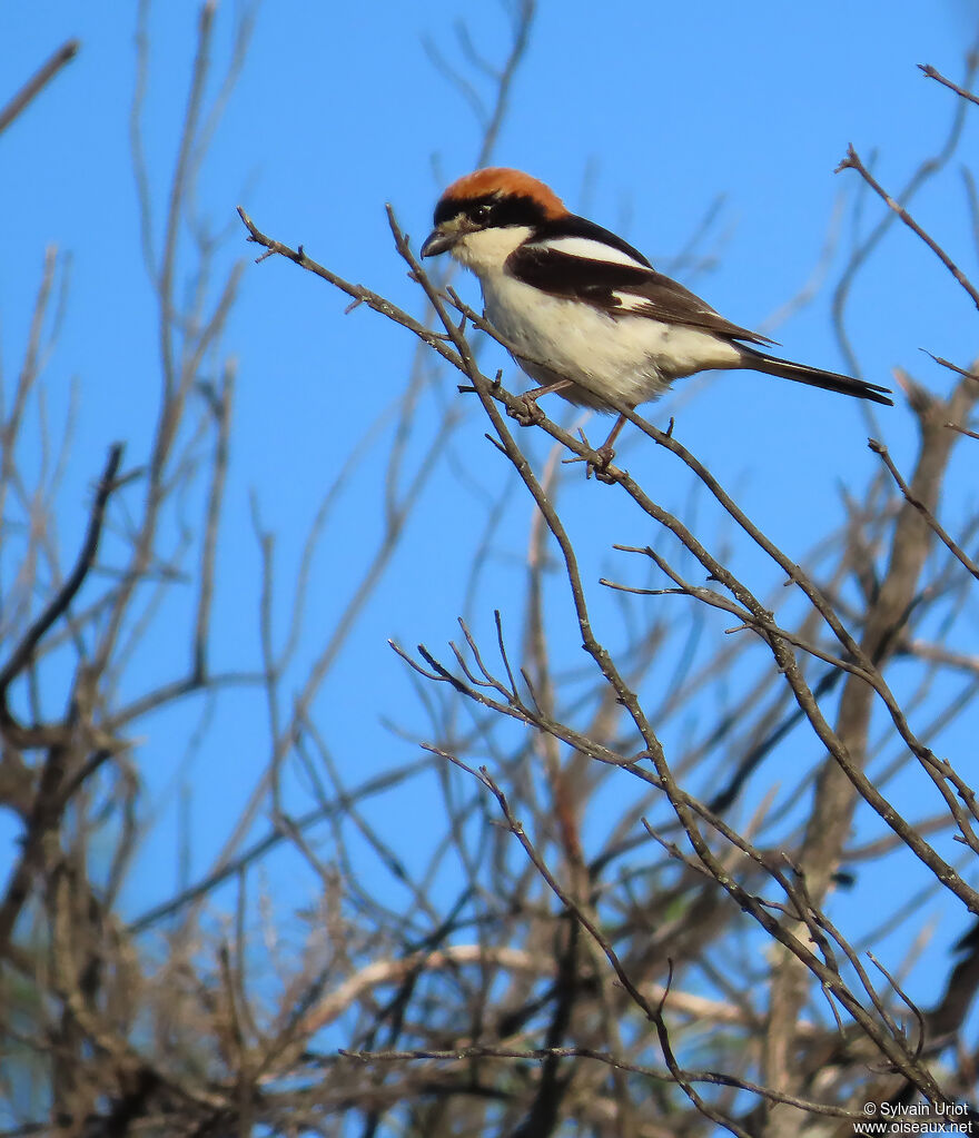Pie-grièche à tête rousse