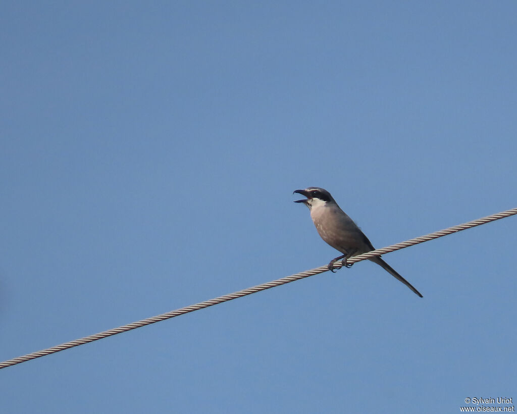 Iberian Grey Shrike