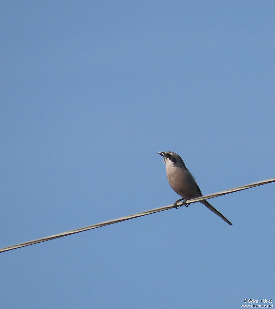 Iberian Grey Shrike