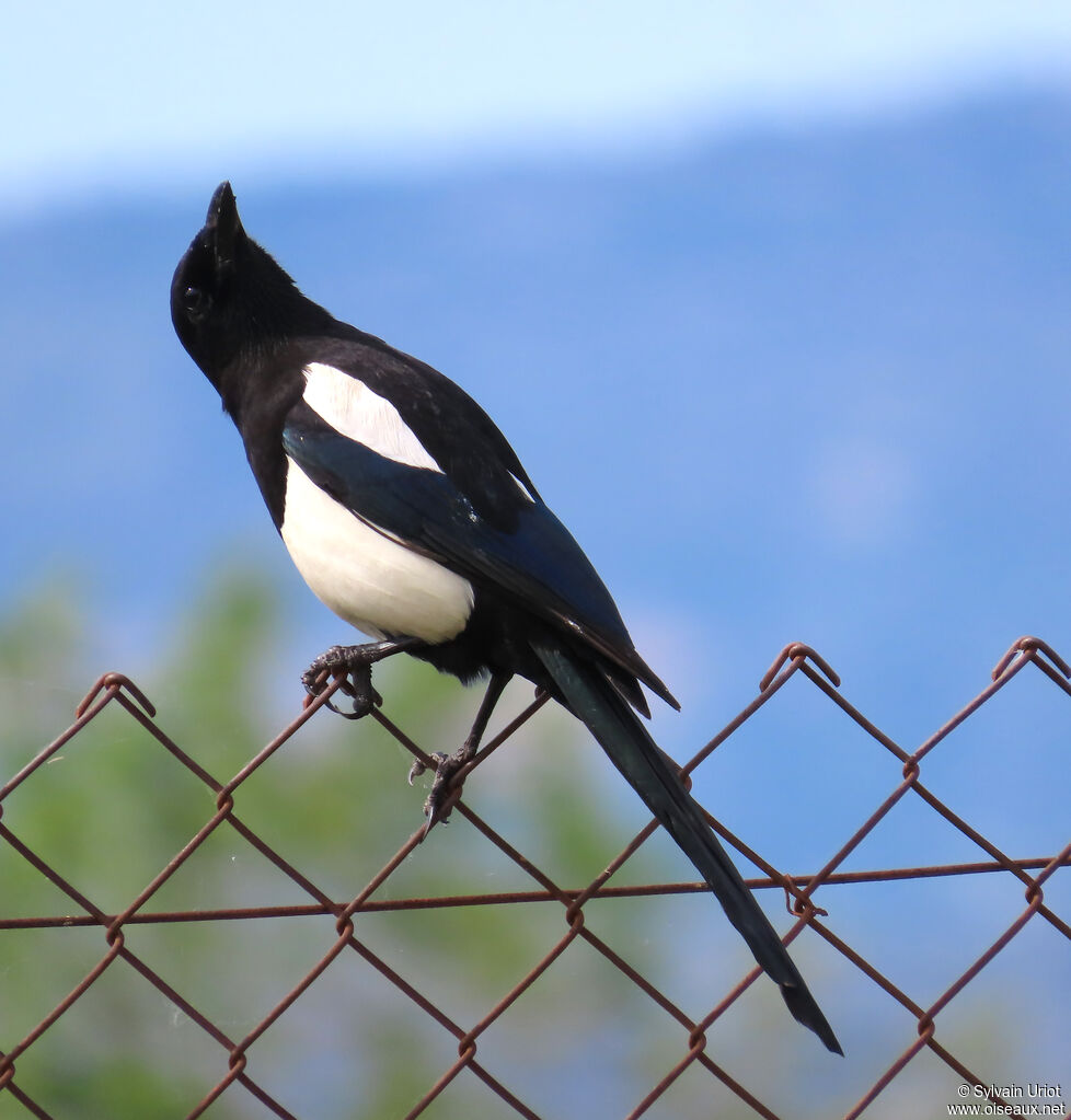 Eurasian Magpie