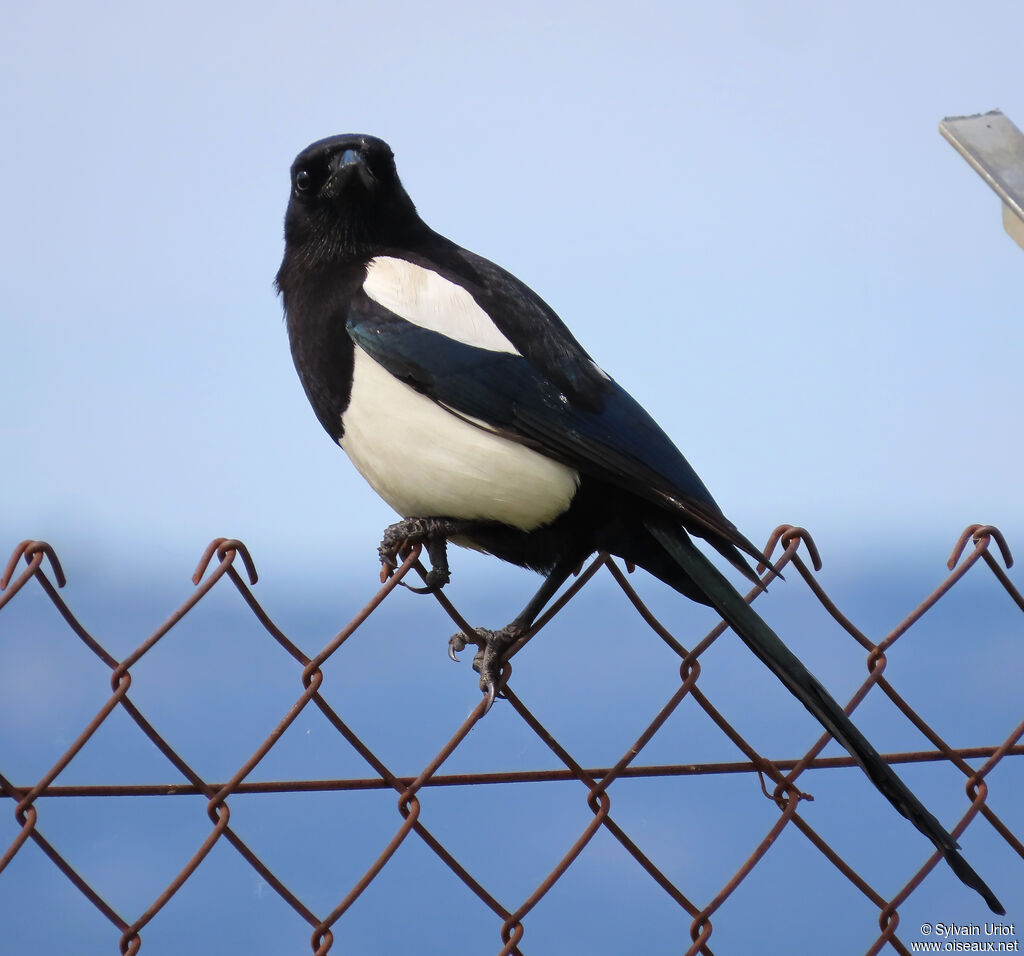 Eurasian Magpie