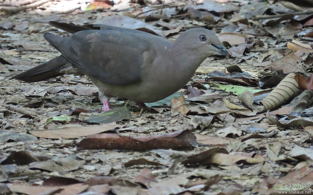 Pigeon plombé mâle adulte
