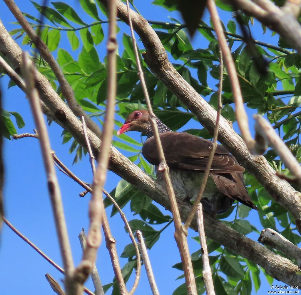 Scaled Pigeon male adult