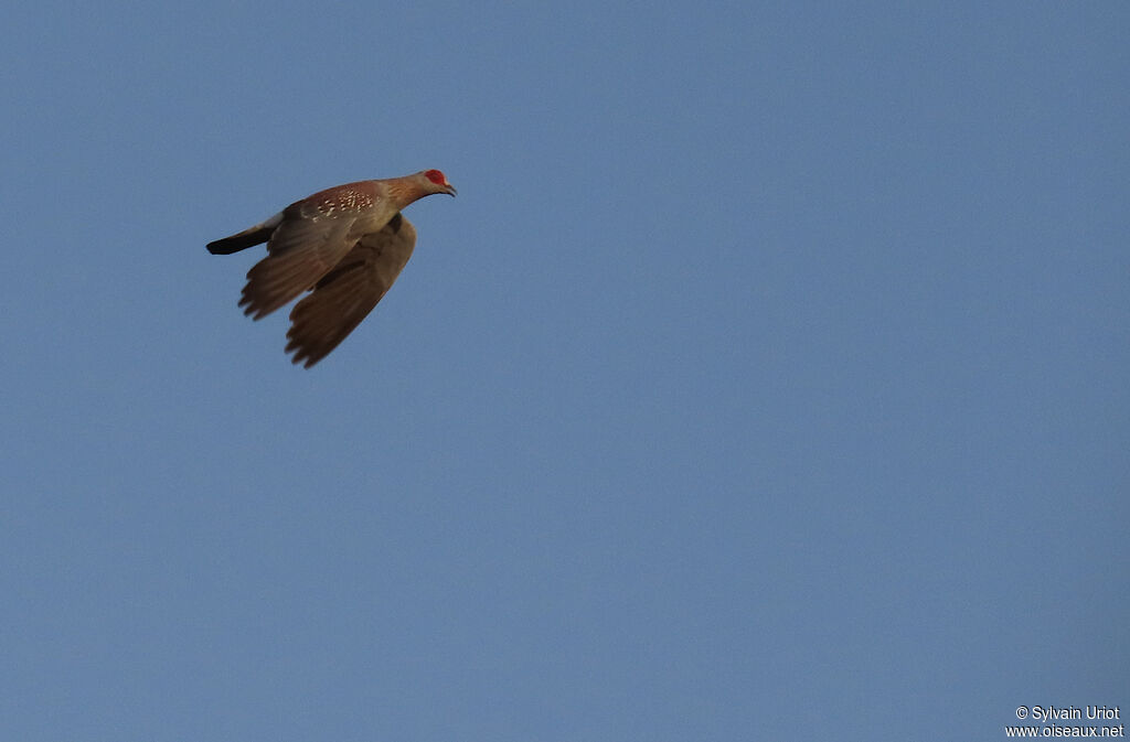 Speckled Pigeonadult