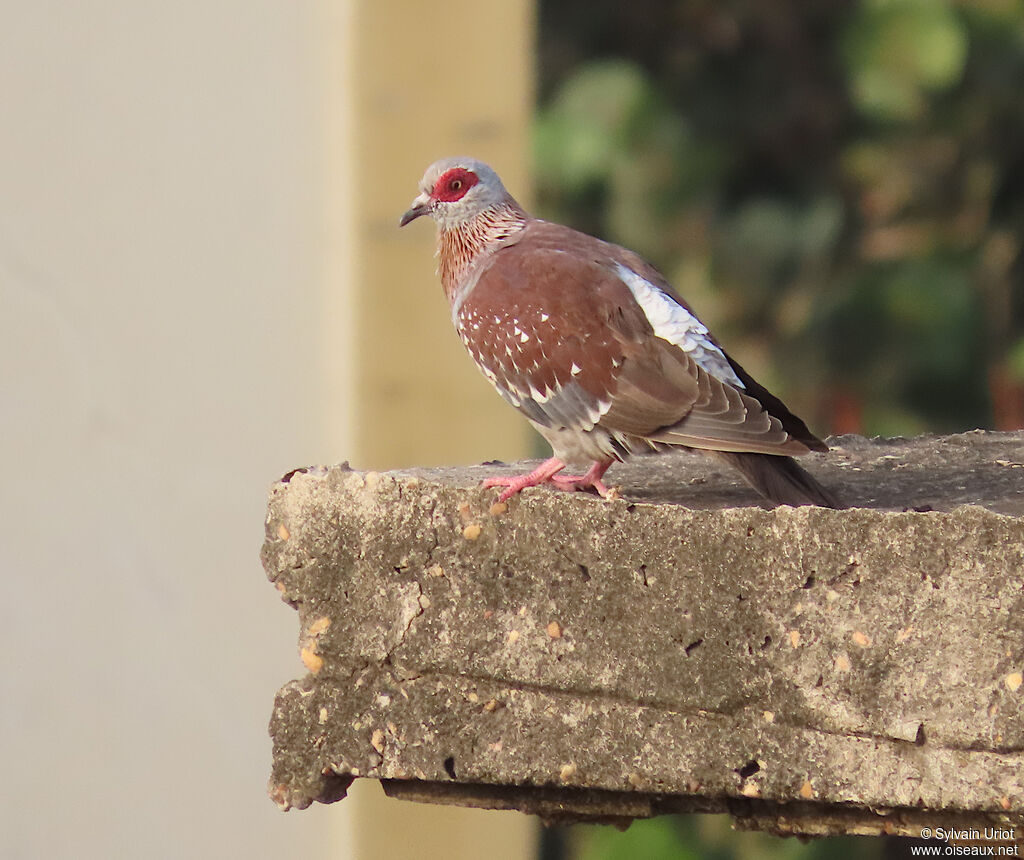 Speckled Pigeonadult