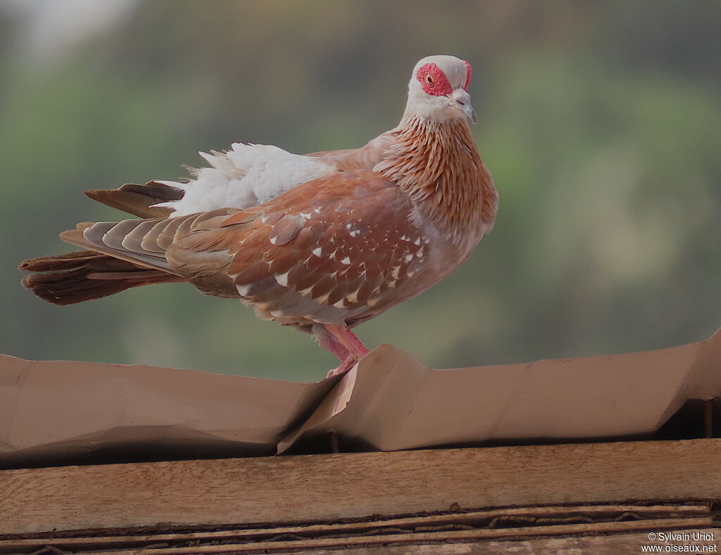 Speckled Pigeonadult