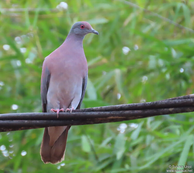 Pigeon roussetadulte