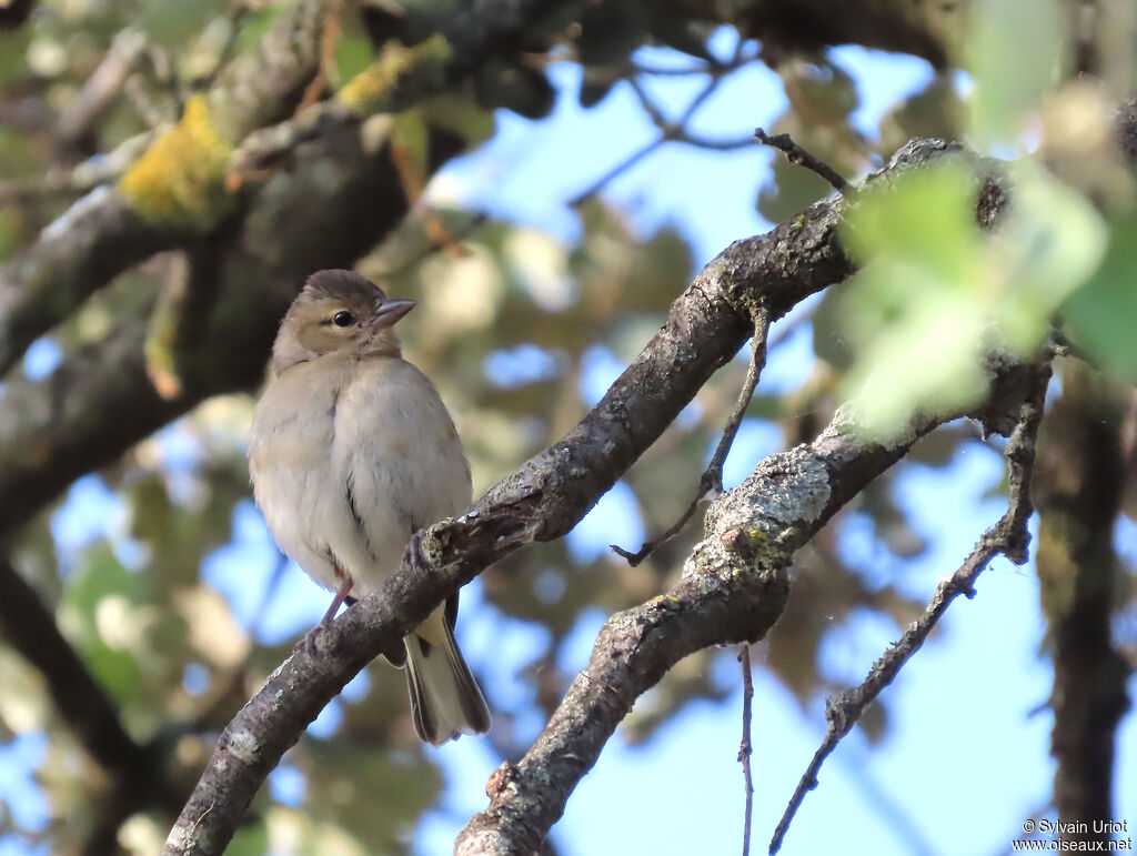 Eurasian Chaffinch