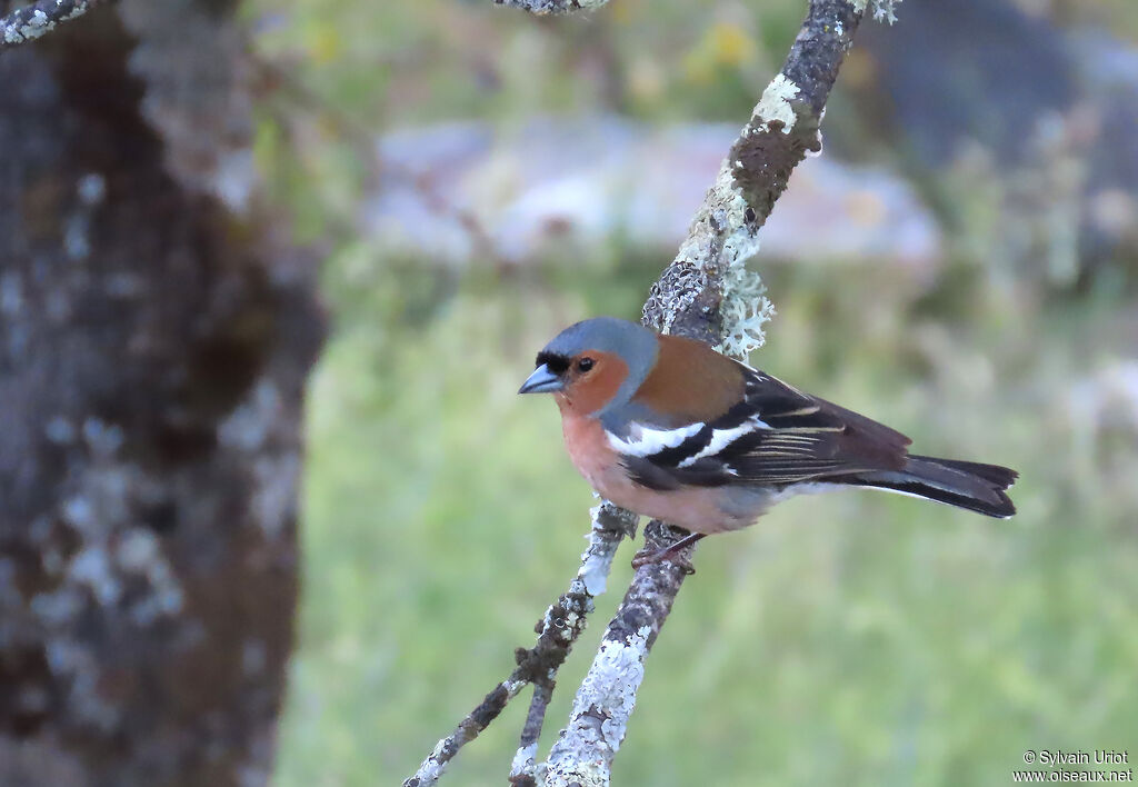 Eurasian Chaffinch
