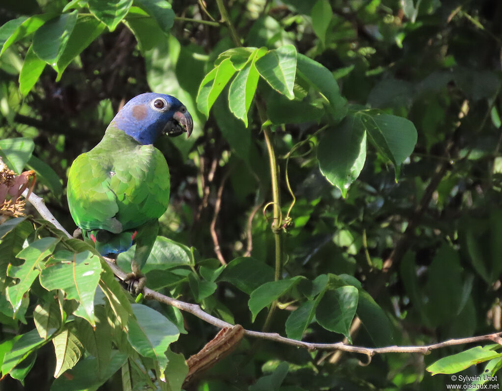 Pione à tête bleue