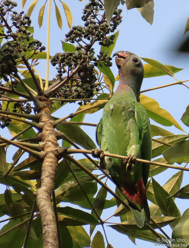 Blue-headed Parrotimmature