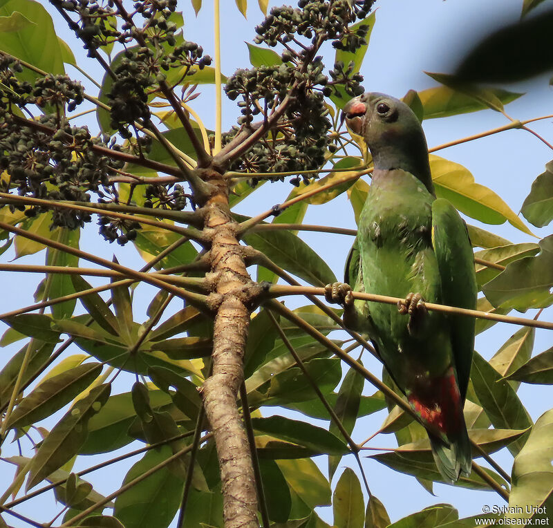 Blue-headed Parrotimmature