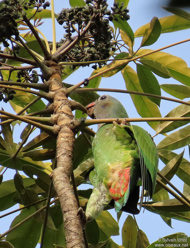 Blue-headed Parrotimmature