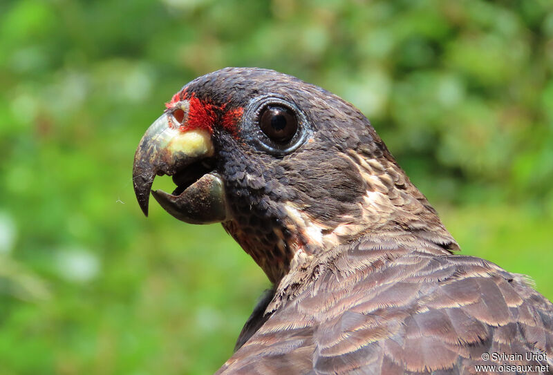 Dusky Parrotadult