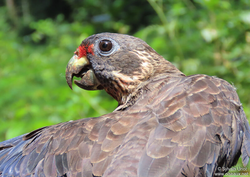 Dusky Parrotadult